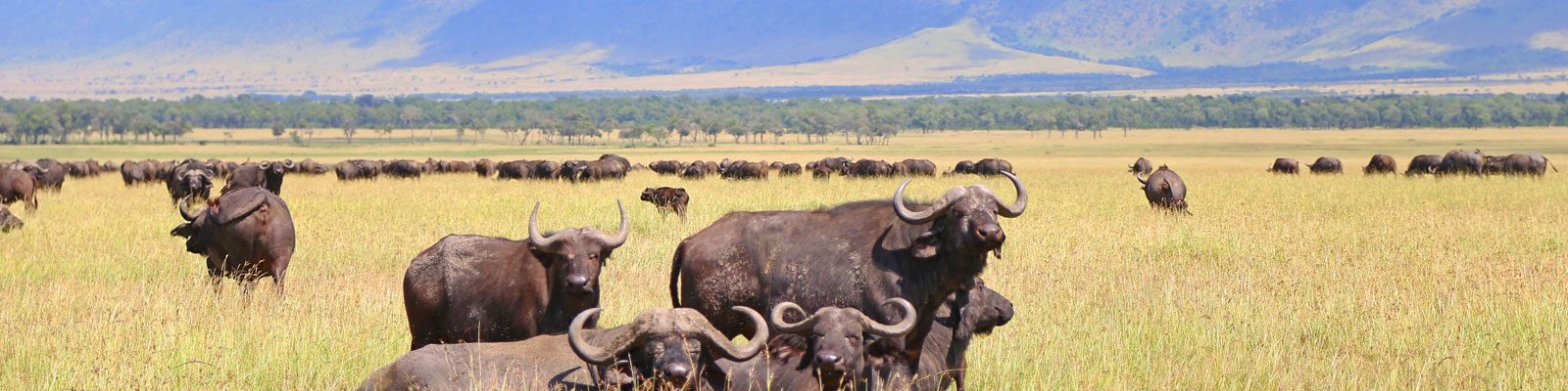 Northern Safaris