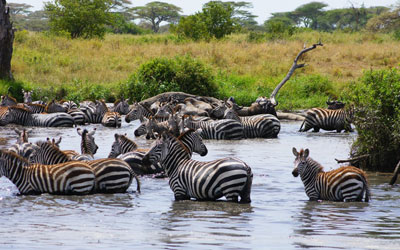 Tarangire Serengeti Ngorongoro Crater